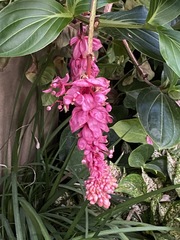 Persicaria orientalis