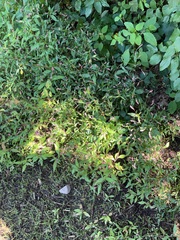 Persicaria barbata