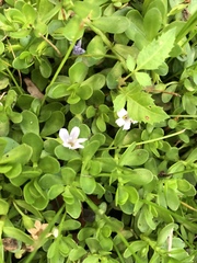 Bacopa monnieri image