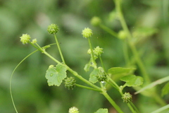 Hydrocotyle ramiflora