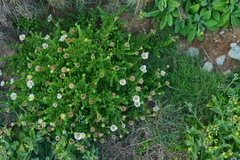 Aster asa-grayi
