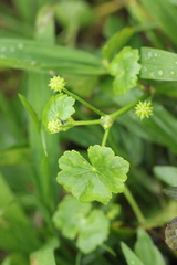 Hydrocotyle ramiflora