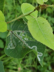 Phyllocnistis labyrinthella