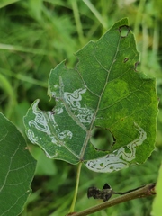 Phyllocnistis labyrinthella