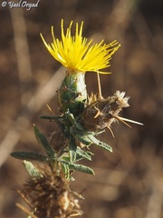 Centaurea procurrens