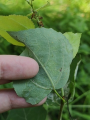Phyllocnistis labyrinthella