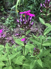 Phlox glaberrima
