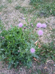 Cirsium arvense