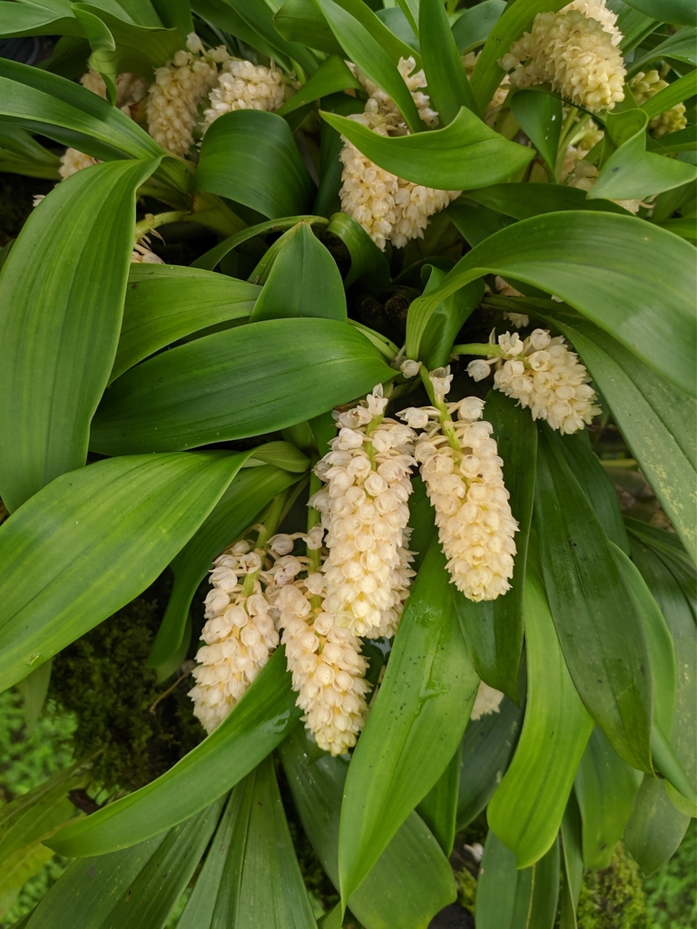 Pinalia spicata (Pinalia spicata)