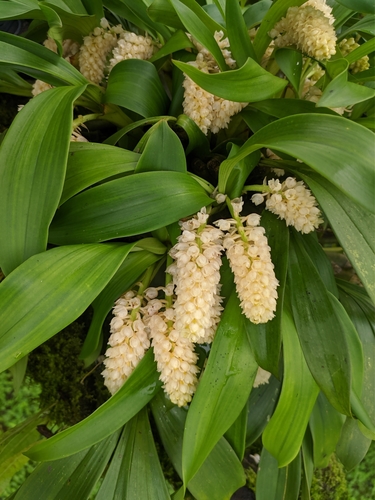 Lily of the Valley Orchid (Pinalia spicata)