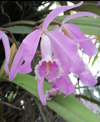 Cattleya maxima