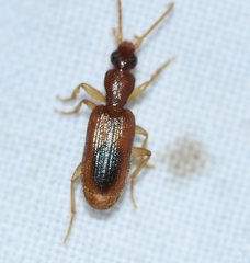 Pseudaptinus dorsalis