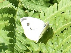 Pieris mannii