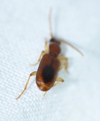 Pseudaptinus dorsalis