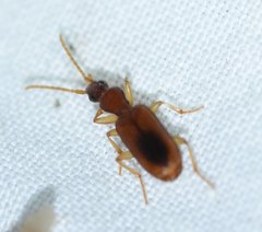 Pseudaptinus dorsalis