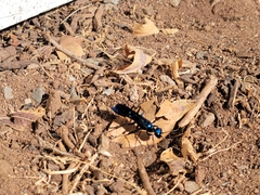 Chlorion aerarium