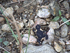 Melanophryniscus stelzneri