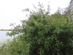 Telophorus sulfureopectus similis