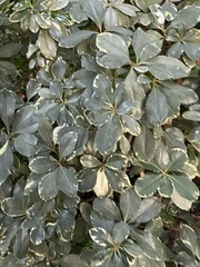 Pseudopanax colensoi