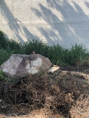 Notocitellus annulatus