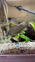 Synodontis eupterus