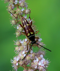 Typocerus acuticauda