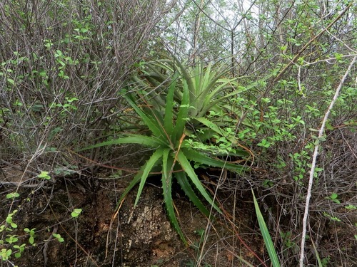Hechtia iltisii