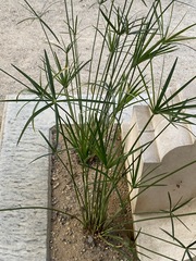Cyperus textilis