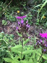 Phlox glaberrima