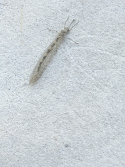 Nemoleontinae