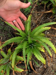 Hechtia iltisii