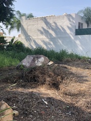 Notocitellus annulatus