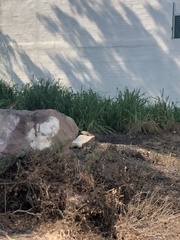 Notocitellus annulatus