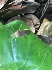 Paradasynus spinosus