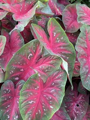 Caladium