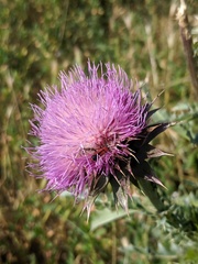 Nemognatha piazata