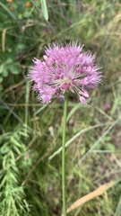 Allium lineare
