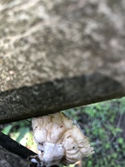 Cymatoderma caperatum