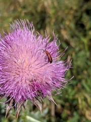 Nemognatha piazata