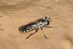 Laphystia