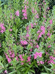 Angelonia