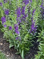 Angelonia