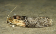 Sciota basilaris