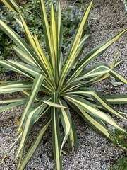 Agave sisalana
