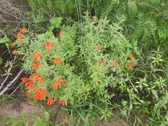 Bouvardia ternifolia