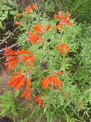 Bouvardia ternifolia