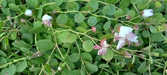 Capparis spinosa