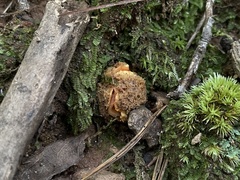 Calostoma lutescens