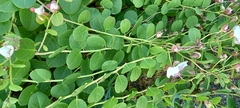 Capparis spinosa