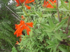 Bouvardia ternifolia